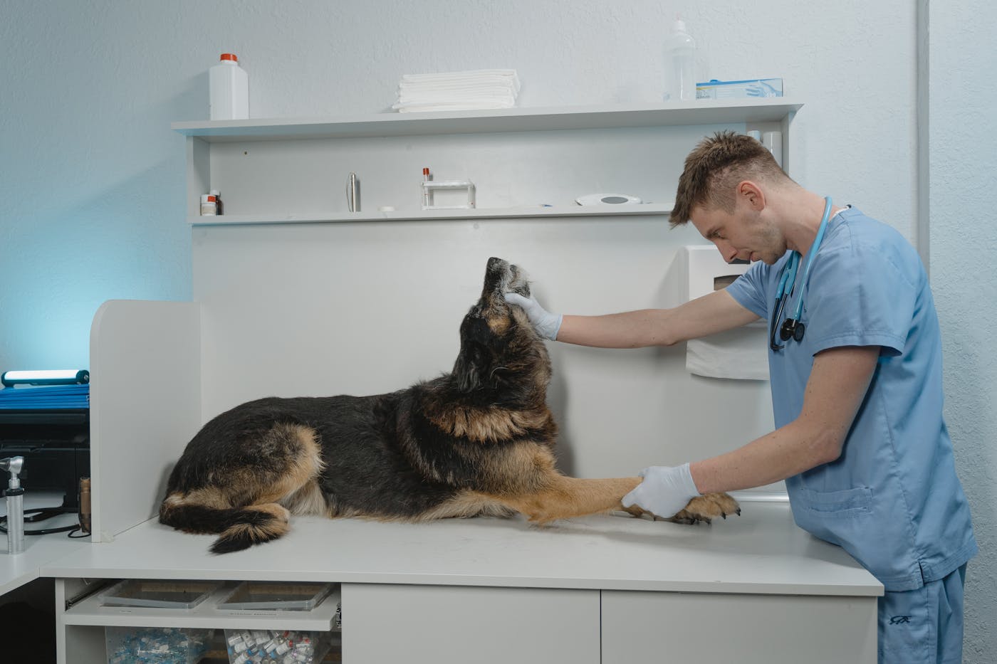 Board-certified surgeon examining a large-breed dog at Omega Veterinary Group